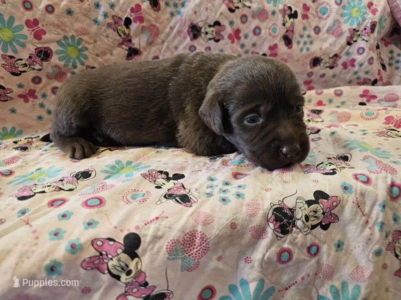 Molly – Labrador Retriever puppy for sale in North Freedom, WI