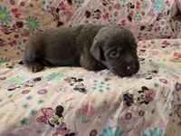 Molly, a female Labrador Retriever for sale in North Freedom, WI – 1 of 4