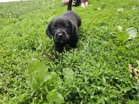 Archie, a male Labrador Retriever for sale in North Freedom, WI – 2 of 2