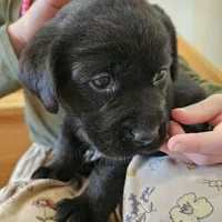 Sir Edward, a male Labrador Retriever for sale in North Freedom, WI – Photo 2 of 2