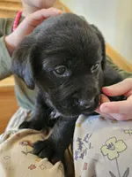 Nora Lee, a female Labrador Retriever for sale in North Freedom, WI – Photo 1 of 2