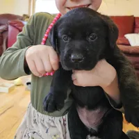 Sir Edward, a male Labrador Retriever for sale in North Freedom, WI – Photo 1 of 2
