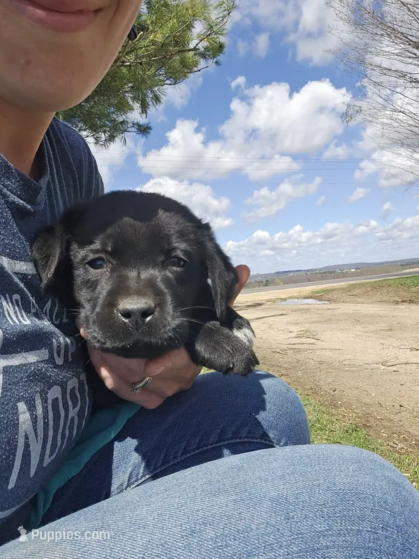 Sir Edward, English, AKC – Labrador Retriever puppy for sale in North Freedom, WI