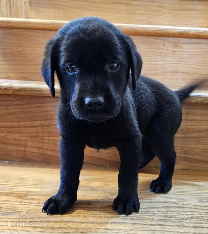 Sir Edward, English, AKC – Labrador Retriever puppy for sale in North Freedom, WI