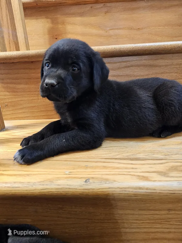 Sir Edward, English, AKC – Labrador Retriever puppy for sale in North Freedom, WI
