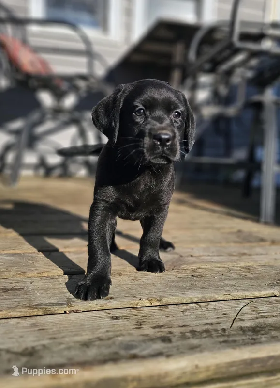 Nora Lee – Labrador Retriever puppy for sale in North Freedom, WI
