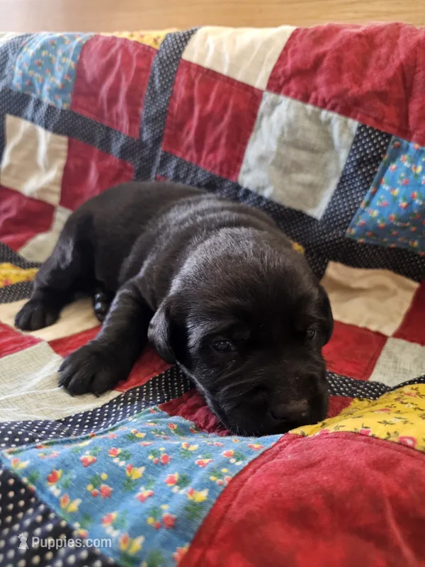 Otis – Labrador Retriever puppy for sale in North Freedom, WI
