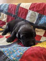 Otis, a male Labrador Retriever for sale in North Freedom, WI – 1 of 2