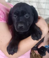 Amy, a female Labrador Retriever for sale in North Freedom, WI – Photo 3 of 4