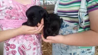 Amy, a female Labrador Retriever for sale in North Freedom, WI – Photo 2 of 4