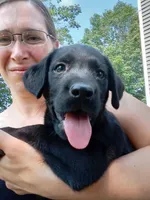 Amy, a female Labrador Retriever for sale in North Freedom, WI – Photo 1 of 4