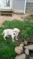 Ferguson, English, a male Labrador Retriever for sale in North Freedom, WI – Photo 1 of 3