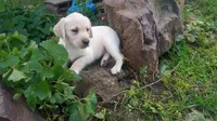 Ferguson, English, a male Labrador Retriever for sale in North Freedom, WI – Photo 2 of 3
