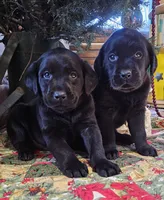 Molly, a female Labrador Retriever for sale in North Freedom, WI – Photo 1 of 2