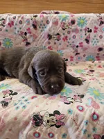Molly, a female Labrador Retriever for sale in North Freedom, WI – 2 of 4