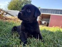 Max, a male Labrador Retriever for sale in North Freedom, WI – Photo 2 of 2