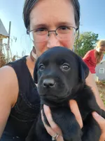 Max, a male Labrador Retriever for sale in North Freedom, WI – Photo 1 of 2