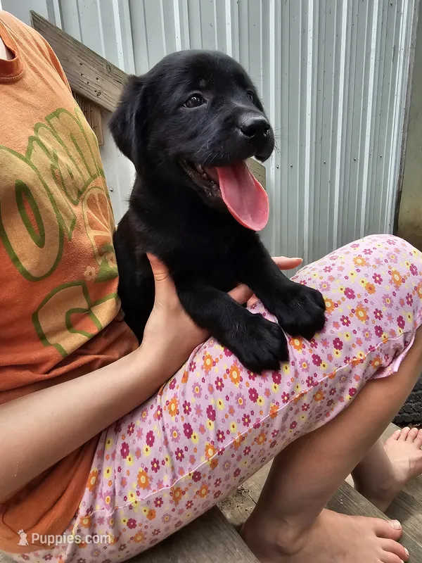 Lexie – Labrador Retriever puppy for sale in North Freedom, WI