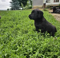 Luna, a female Labrador Retriever for sale in North Freedom, WI – 4 of 4