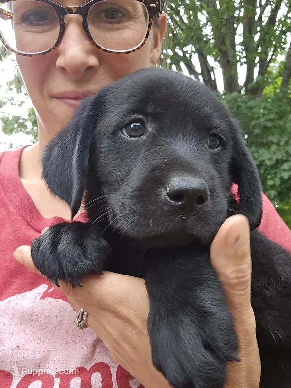Rex – Labrador Retriever puppy for sale in North Freedom, WI