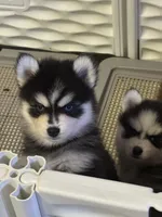 Merlin, a male Pomsky for sale in Philippi, WV – 3 of 4