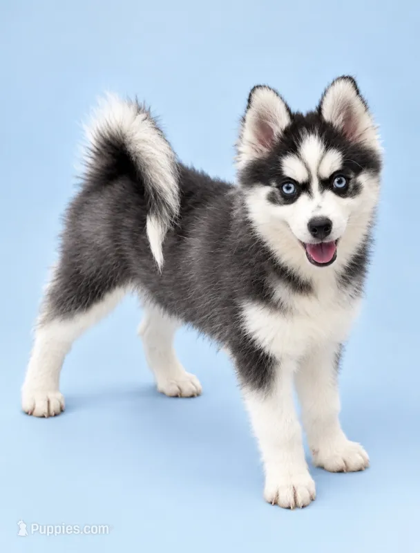 Tinkerbelle – Pomsky puppy for sale in Philippi, WV