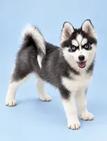 Tinkerbelle, a female Pomsky for sale in Philippi, WV – 1 of 6