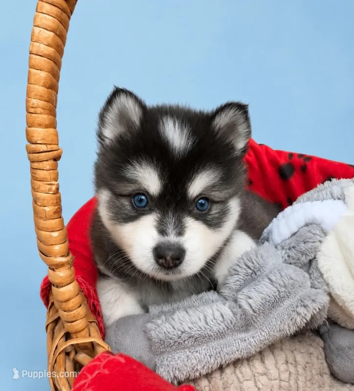 Dreamer – Alaskan Klee Kai puppy for sale in Philippi, WV