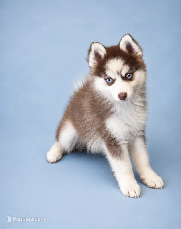 Tucker – Pomsky puppy for sale in Philippi, WV