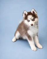 Tucker, a male Pomsky for sale in Philippi, WV – 1 of 5