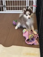 Tucker, a male Pomsky for sale in Philippi, WV – 2 of 5