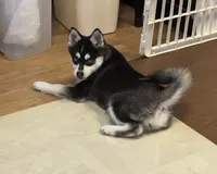 Kaya, a female Alaskan Klee Kai for sale in Philippi, WV – 3 of 3