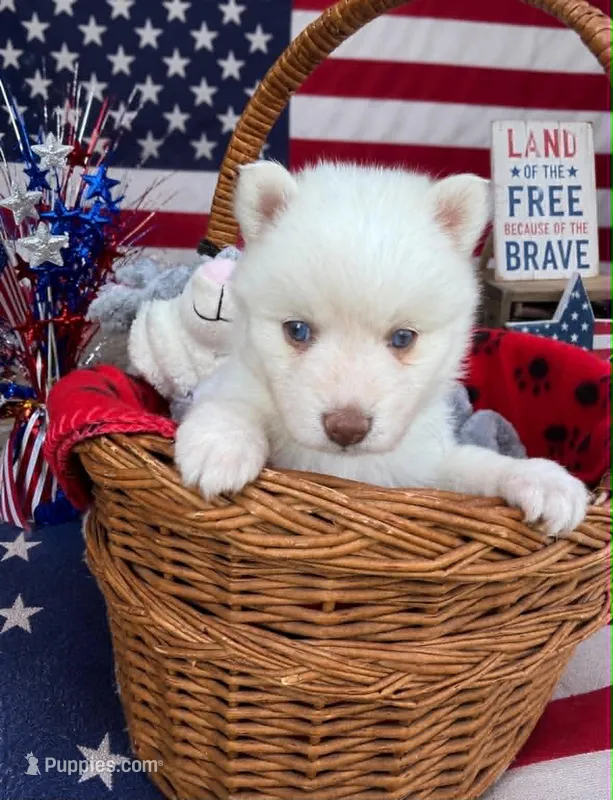 Snow White – Pomsky puppy for sale in Philippi, WV