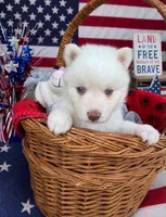 Snow White, a female Pomsky for sale in Philippi, WV – 1 of 1
