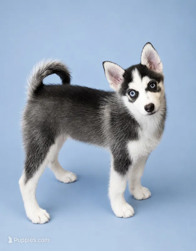 Ariel – Pomsky puppy for sale in Philippi, WV
