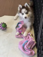 Tucker, a male Pomsky for sale in Philippi, WV – 5 of 5