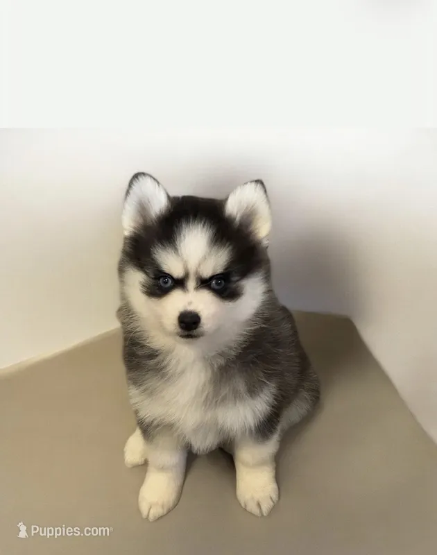 Tinkerbelle – Pomsky puppy for sale in Philippi, WV