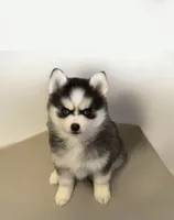 Tinkerbelle, a female Pomsky for sale in Philippi, WV – 1 of 3