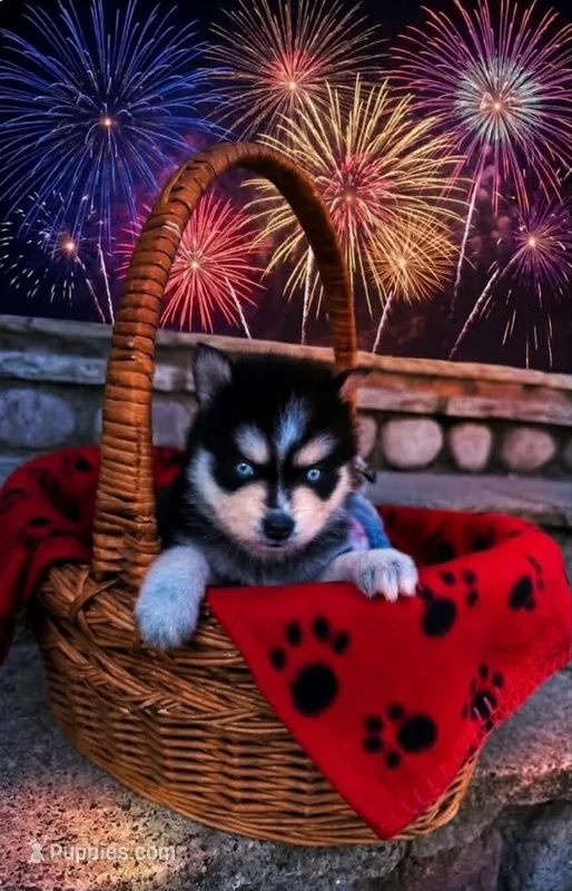 Merlin – Pomsky puppy for sale in Philippi, WV
