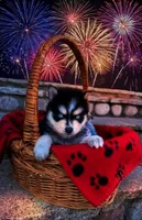 Merlin, a male Pomsky for sale in Philippi, WV – 1 of 1