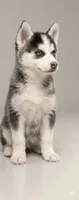 Ariel, a female Pomsky for sale in Philippi, WV – 2 of 3