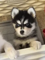 Merlin, a male Pomsky for sale in Philippi, WV – 2 of 4