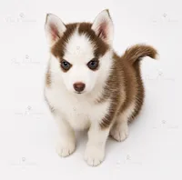 TomTom, a male Pomsky for sale in Philippi, WV – 1 of 3