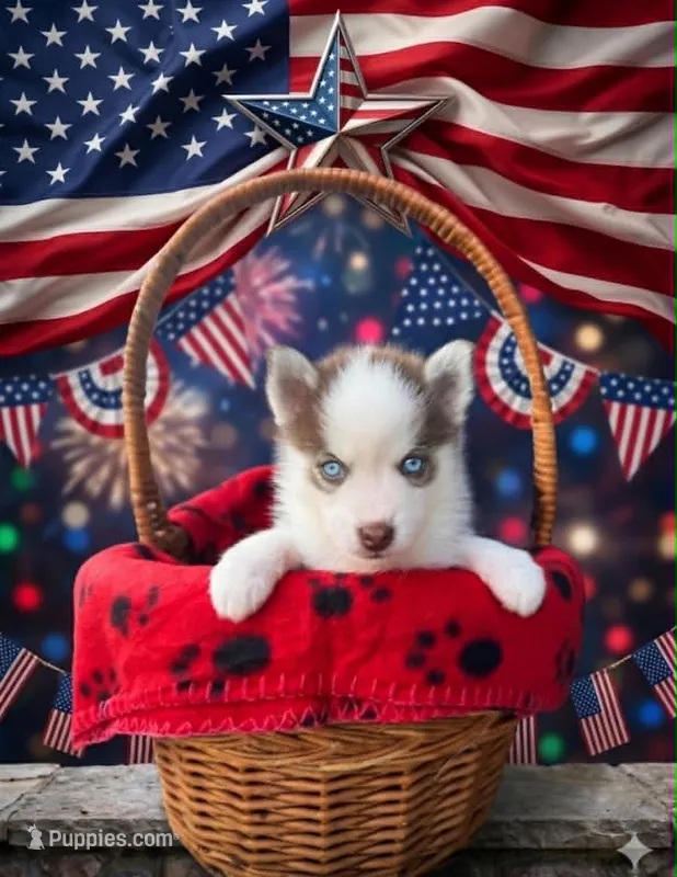 TomTom – Pomsky puppy for sale in Philippi, WV