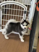 Tinkerbelle, a female Pomsky for sale in Philippi, WV – 4 of 5