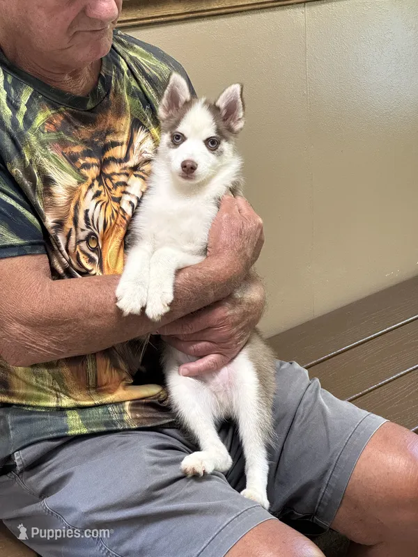TomTom – Pomsky puppy for sale in Philippi, WV