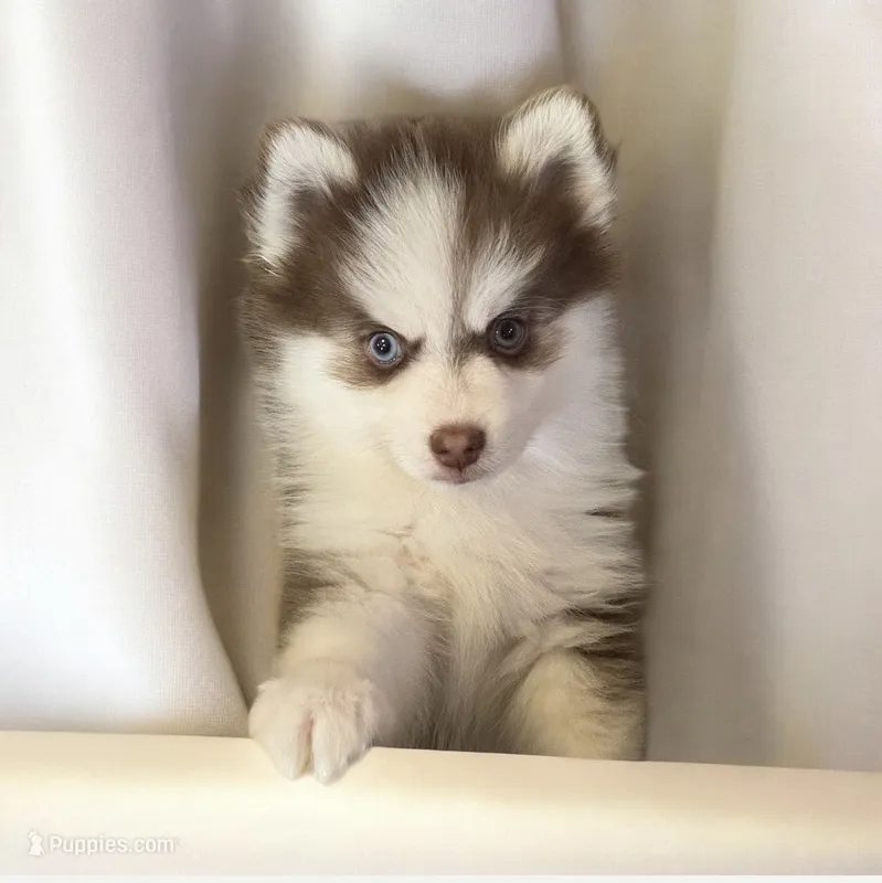 Marvel – Pomsky puppy for sale in Philippi, WV