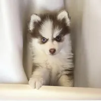 Marvel, a male Pomsky for sale in Philippi, WV – 1 of 3