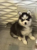 Tinkerbelle, a female Pomsky for sale in Philippi, WV – 2 of 3