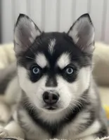 Kaya, a female Alaskan Klee Kai for sale in Philippi, WV – 2 of 3